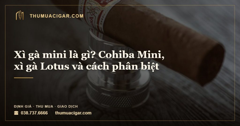 Xì gà mini là gì — Cohiba Mini, xì gà Lotus, thumuacigar.com