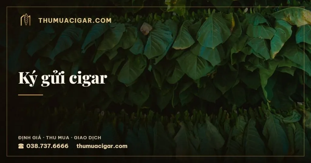 Ký gửi cigar, dịch vụ thu mua cigar, thumuacigar.com