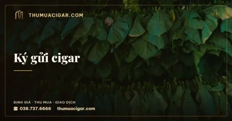 Ký gửi cigar, dịch vụ thu mua cigar, thumuacigar.com