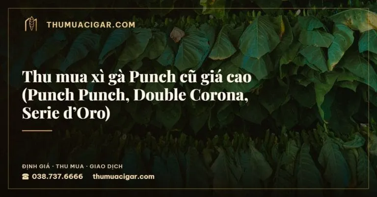 Thu mua xì gà Punch cũ giá cao (Punch Punch, Double Corona, Serie d’Oro), thu mua cigar giá cao, thumuacigar.com