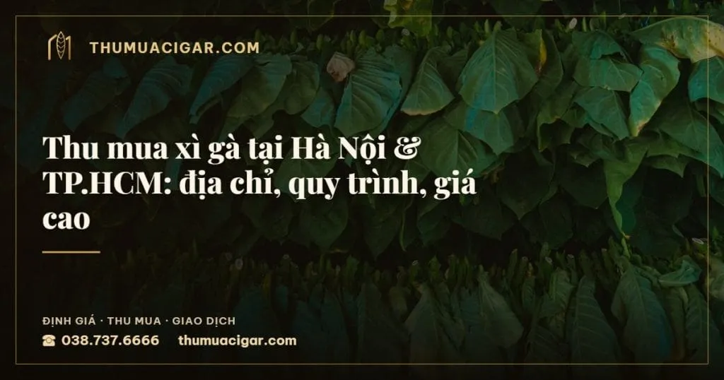 Thu mua xì gà tại Hà Nội & TP.HCM: địa chỉ, quy trình, giá cao, thu mua cigar giá cao, thumuacigar.com