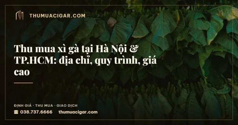 Thu mua xì gà tại Hà Nội & TP.HCM: địa chỉ, quy trình, giá cao, thu mua cigar giá cao, thumuacigar.com