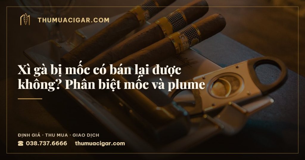Xì gà bị mốc có bán lại được không? Phân biệt mốc và plume — thu mua cigar giá cao, thumuacigar.com