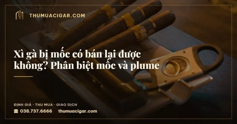 Xì gà bị mốc có bán lại được không? Phân biệt mốc và plume, thu mua cigar giá cao, thumuacigar.com