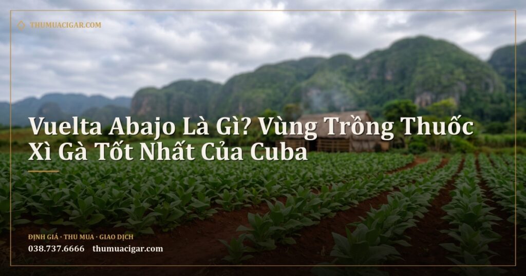 Cánh đồng thuốc lá đất đỏ với nhà sấy và đồi đá vôi