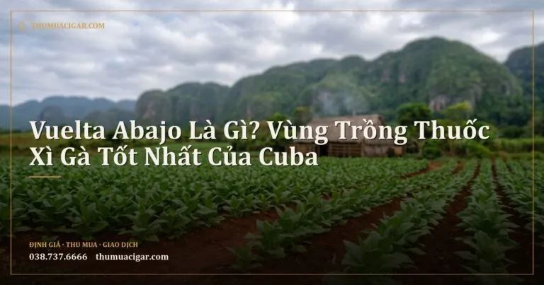 Cánh đồng thuốc lá đất đỏ với nhà sấy và đồi đá vôi
