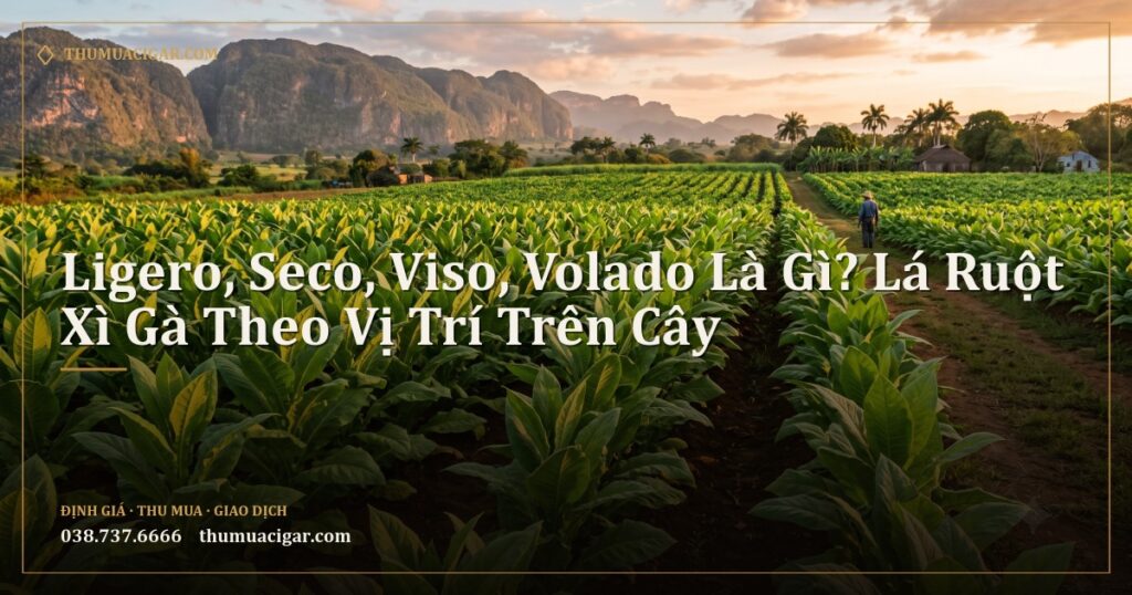 Cánh đồng thuốc lá ở Cuba với lá mọc ở nhiều tầng trên thân cây