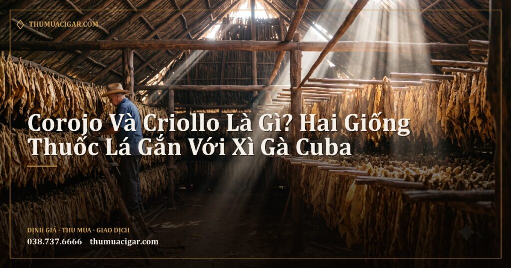 Nhà sấy thuốc lá truyền thống ở Cuba với những hàng lá treo