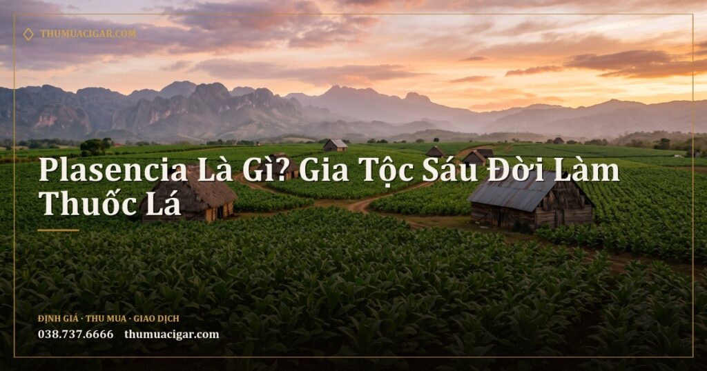 Cánh đồng thuốc lá rộng ở Trung Mỹ với nhà sấy mái nhọn lúc hoàng hôn