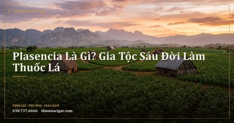 Cánh đồng thuốc lá rộng ở Trung Mỹ với nhà sấy mái nhọn lúc hoàng hôn