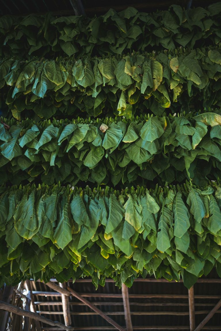 Dịch vụ ký gửi cigar