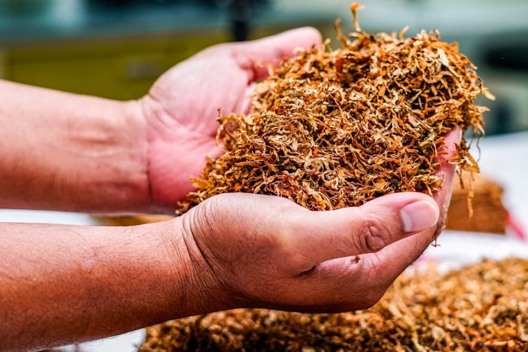Thẩm định cigar thật giả qua tem Habanos