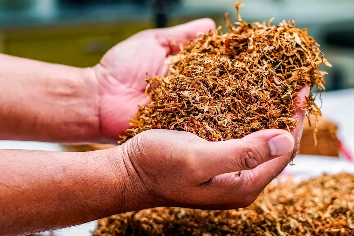 Hai bàn tay nâng một nắm lá thuốc lá thái sợi đã sấy khô