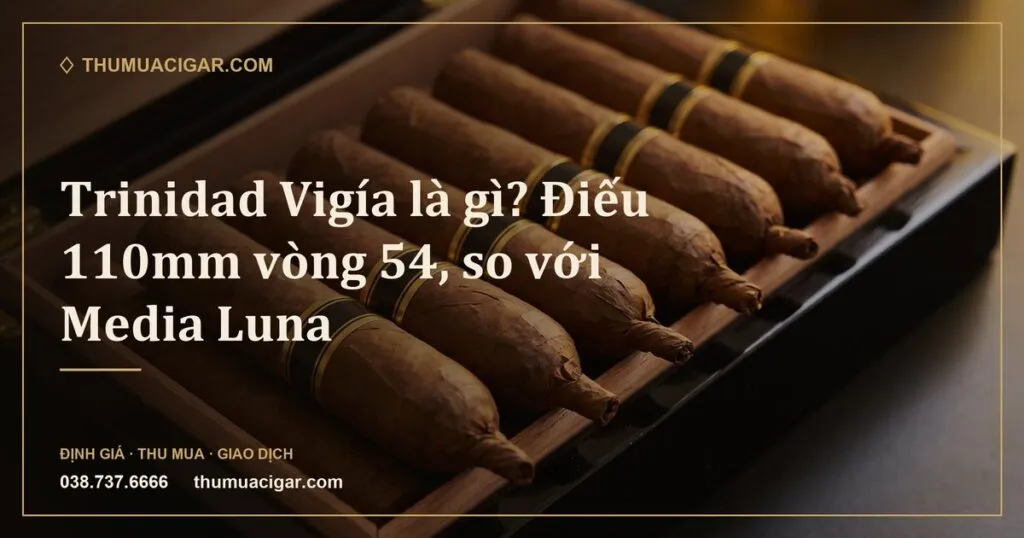 Xì gà ngắn dày đầu buộc đuôi xoắn trong hộp gỗ đen bóng (ảnh minh hoạ)