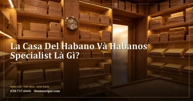 Phòng humidor walk-in với kệ gỗ tuyết tùng xếp hộp xì gà